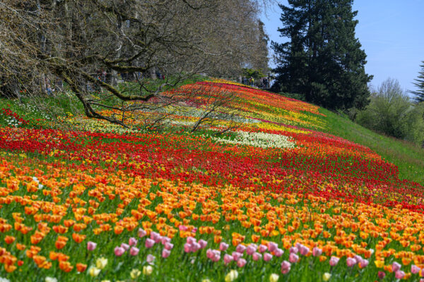 Tulpenblüte auf der Mainau 2025