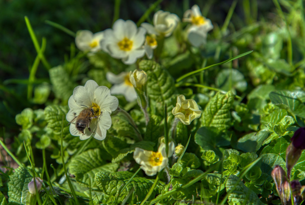 Wildbiene beim Tanken