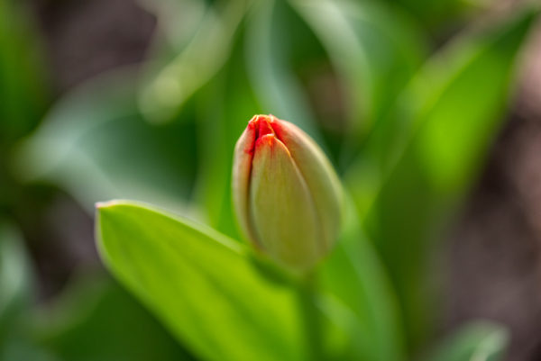 Tulpe bekennt Farbe