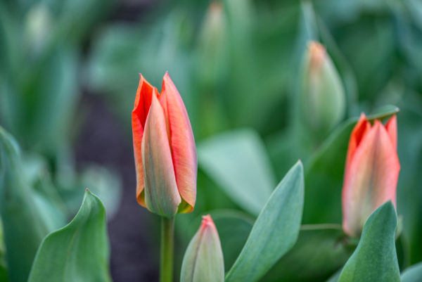 Tulpenblüte beginnt