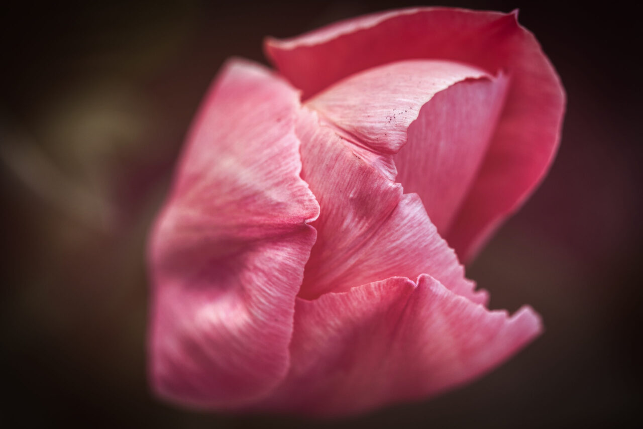 geschlossene Tulpenblüte