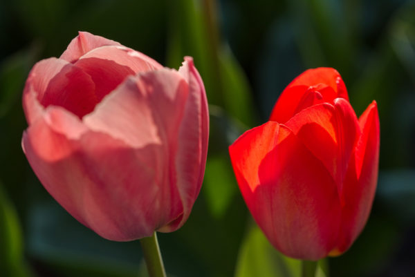 Tulpen