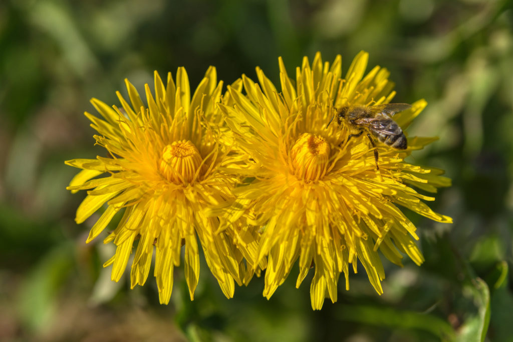 Zwillinge