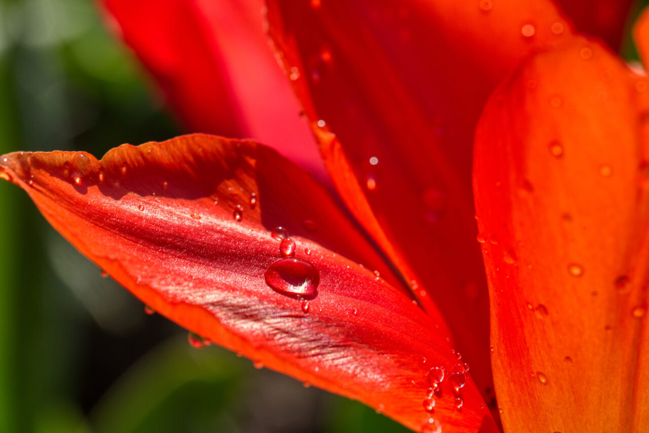 rote tulpe