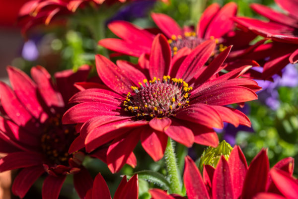 Osteospermum ecklonis rot