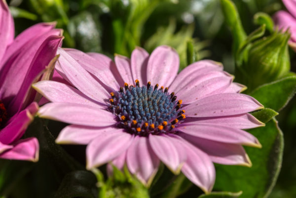 Osteospermum ecklonis lila