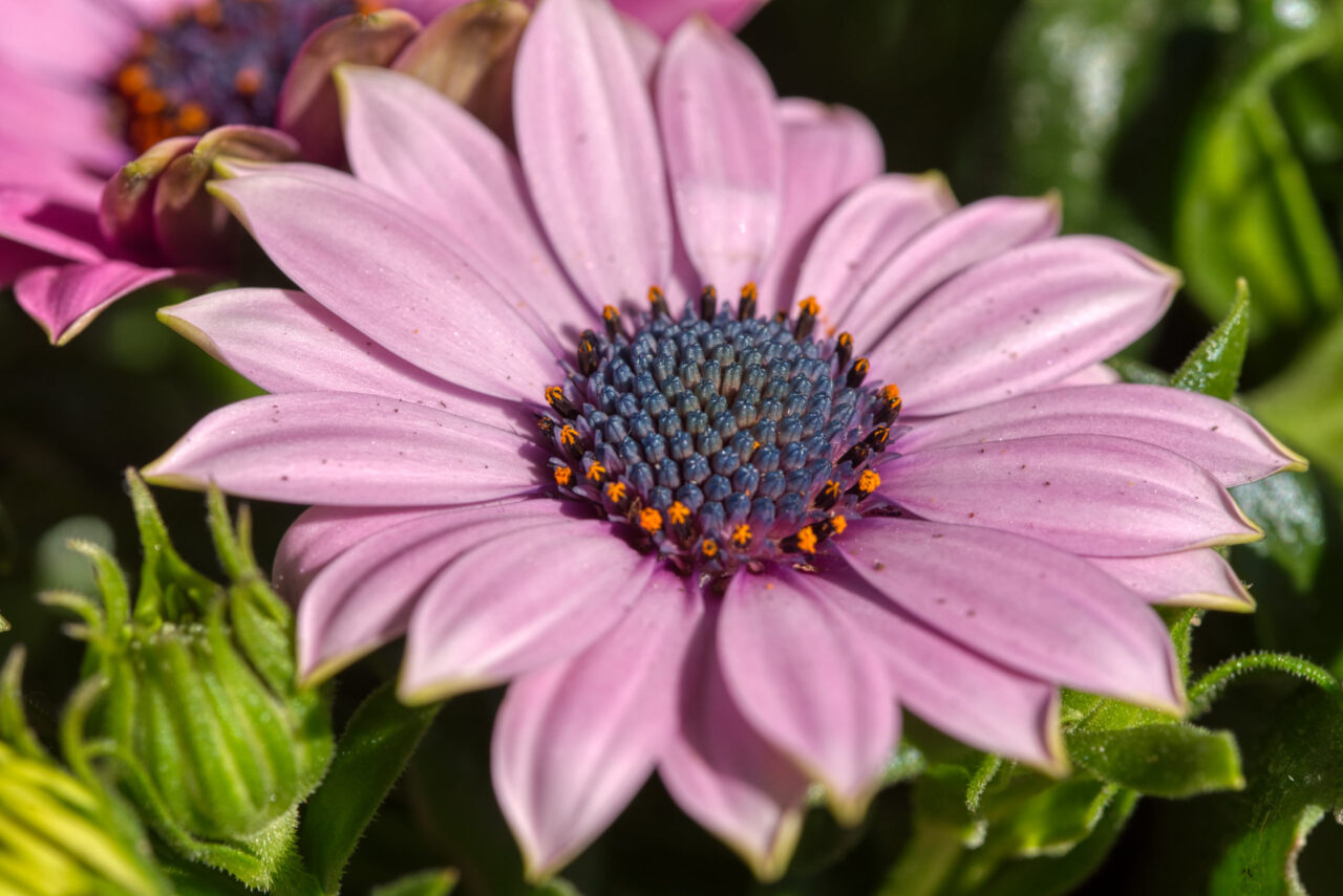 Osteospermum ecklonis lila