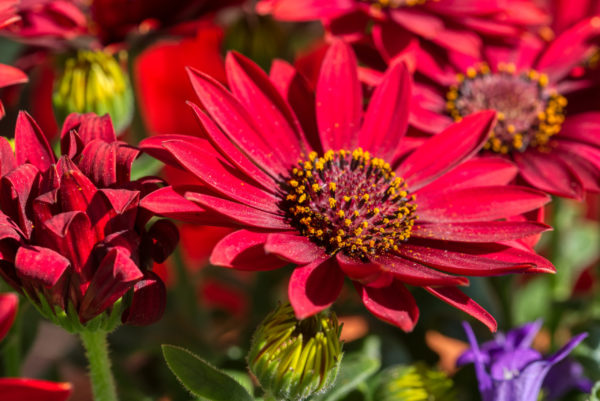 Osteospermum ecklonis rot