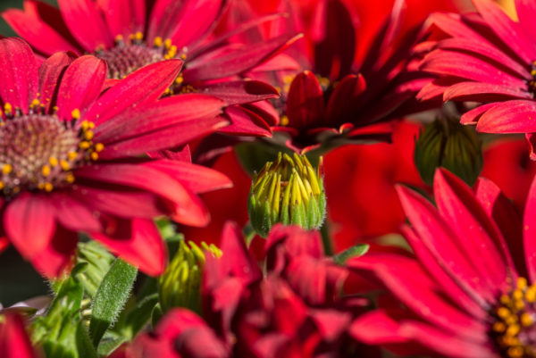 Osteospermum ecklonis rot