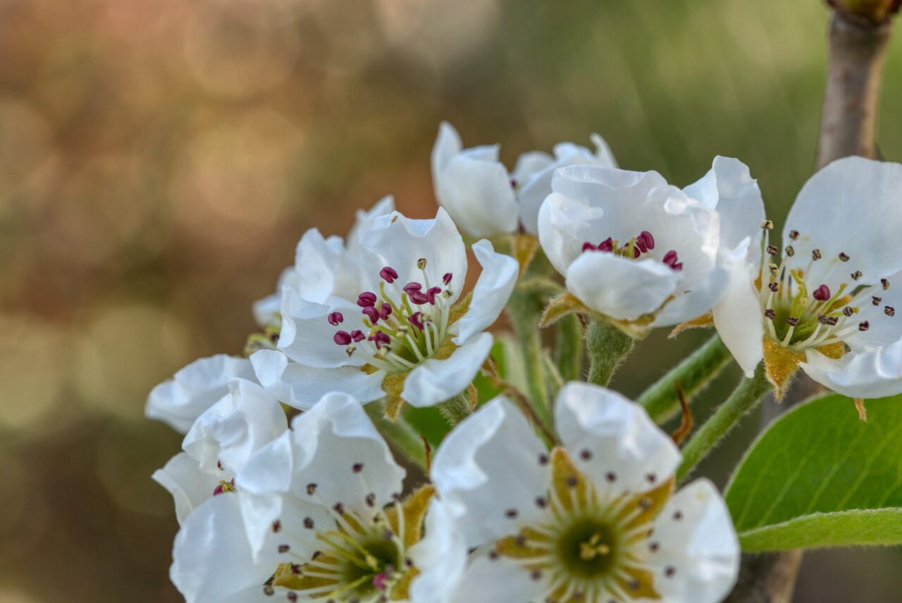 Birnenblüten