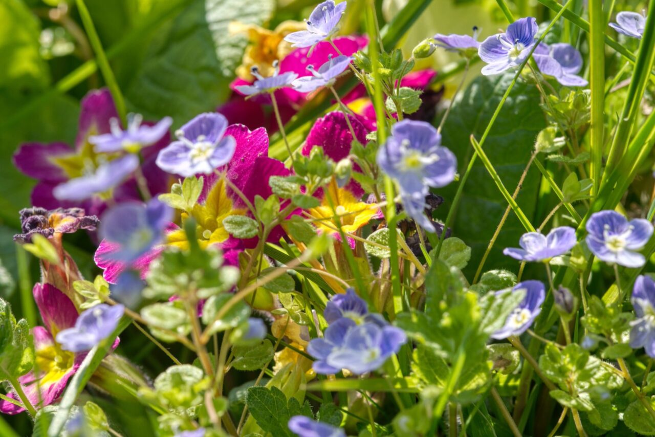 Blumenwiese