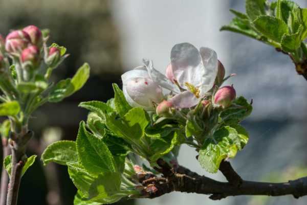 Erste Blüten öffnen sich