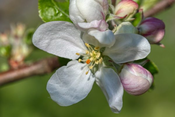 Apfelblüte