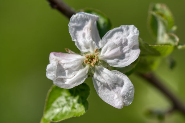 Apfelblüte