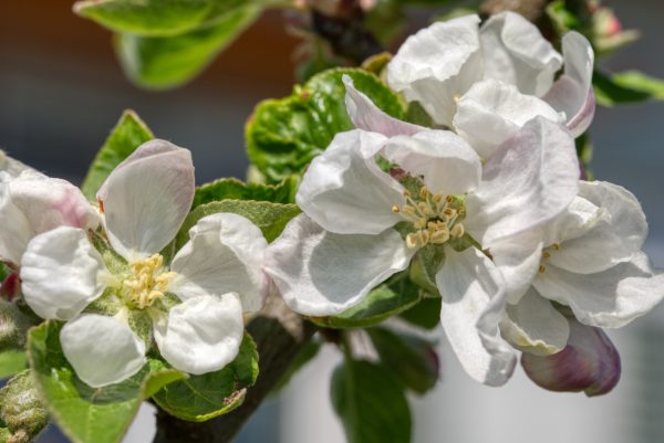 Apfelblüten