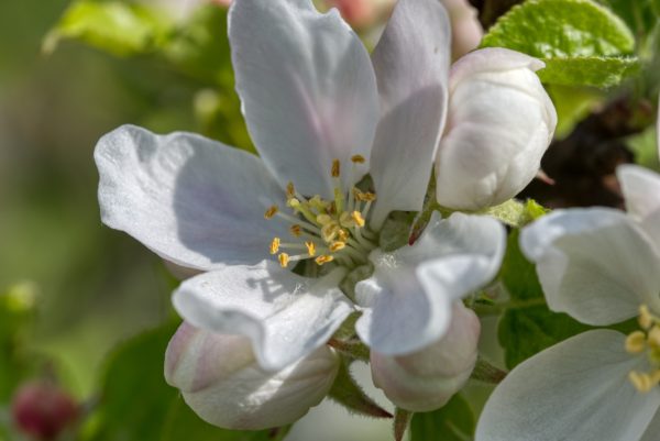 Apfelblüte
