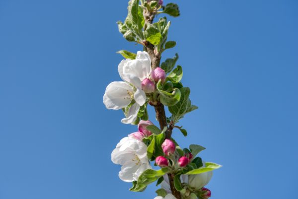 Apfelbaumzweig