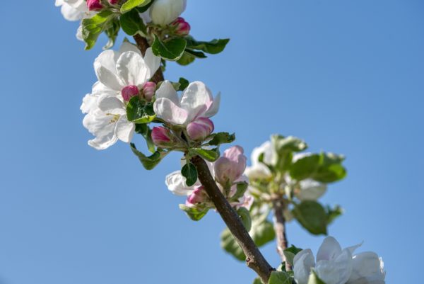 Apfelbaumzweig