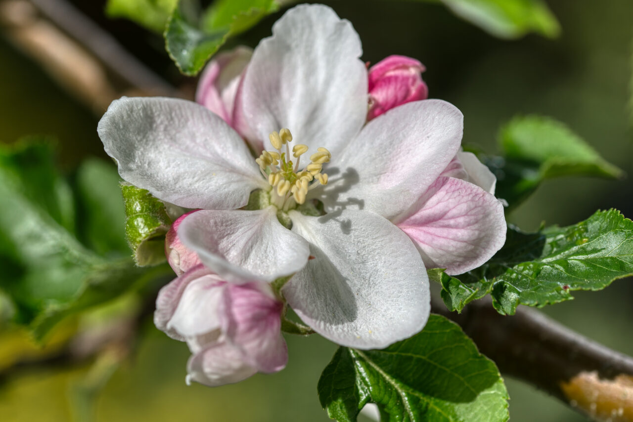 Apfelblüte