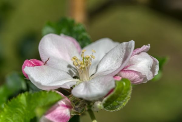Apfelblüte