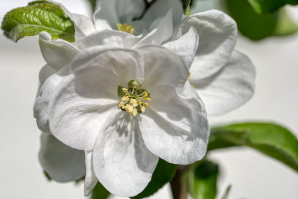 Schneeweiße Apfelblüte