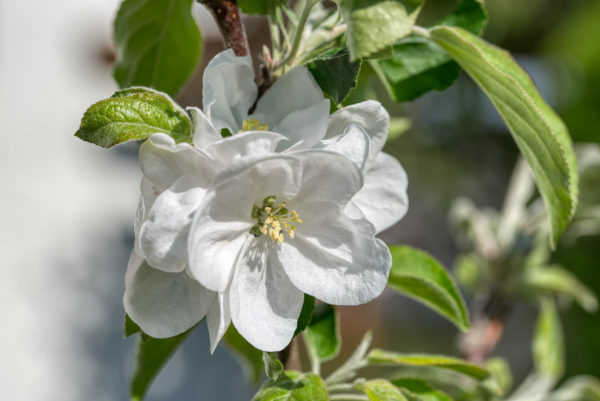 Schneeweiße Apfelblüte