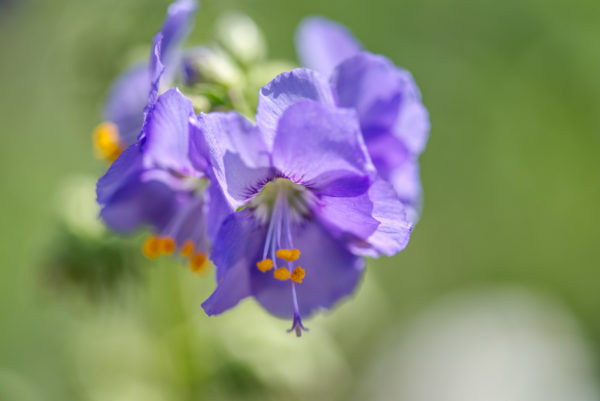 s02 4379 samstagnachmittagsspaziergang