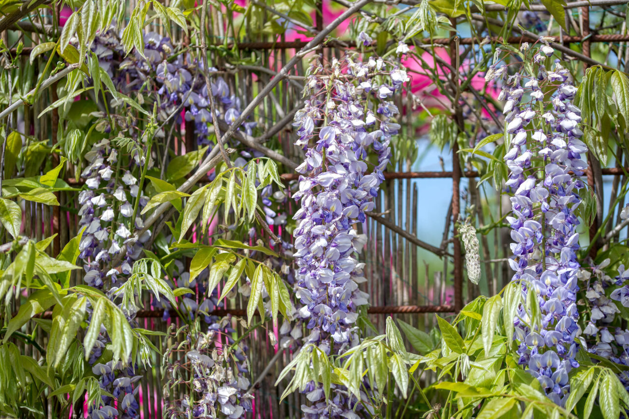 Wisteria oder Blauregen