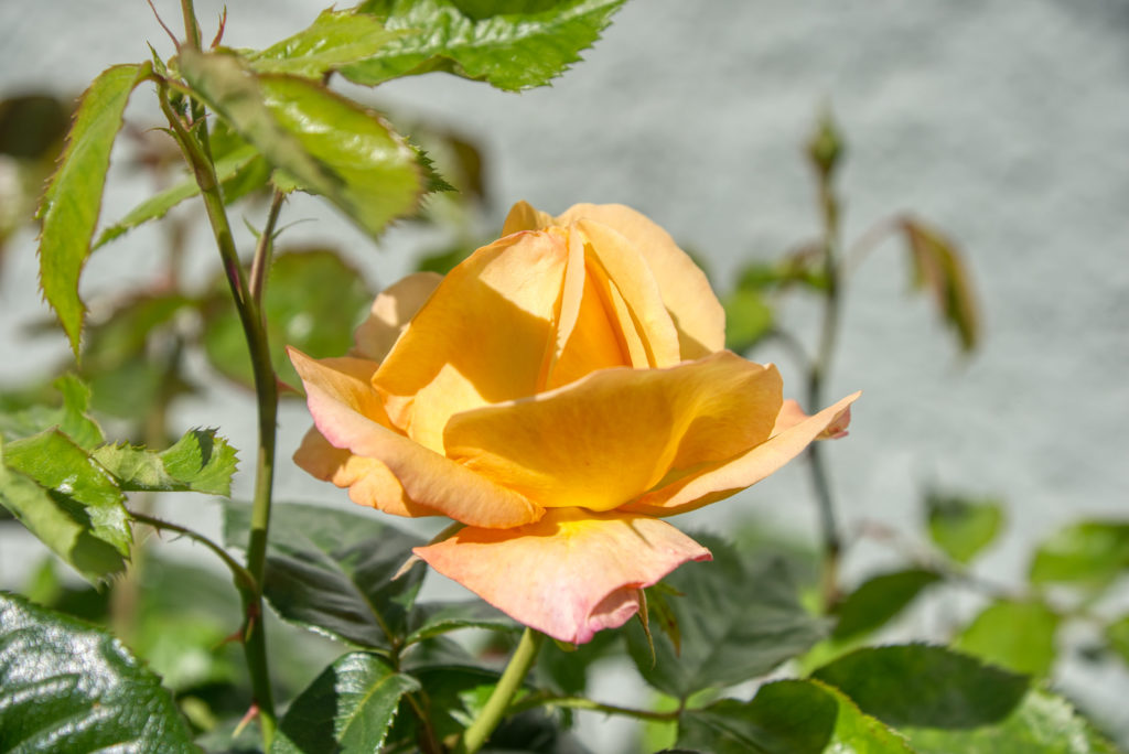 Die erste Rose ist aufgegangen