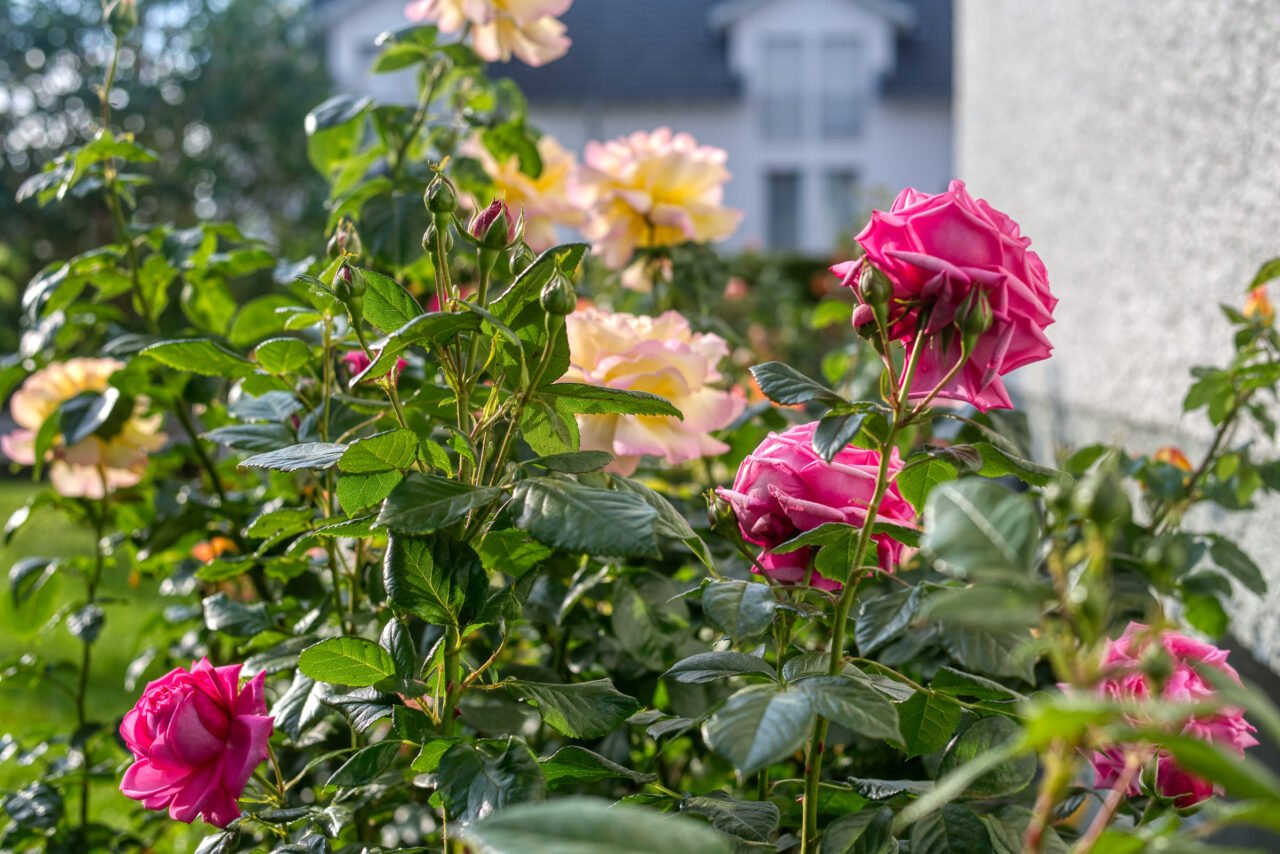 Rosensträucher an der Westseite
