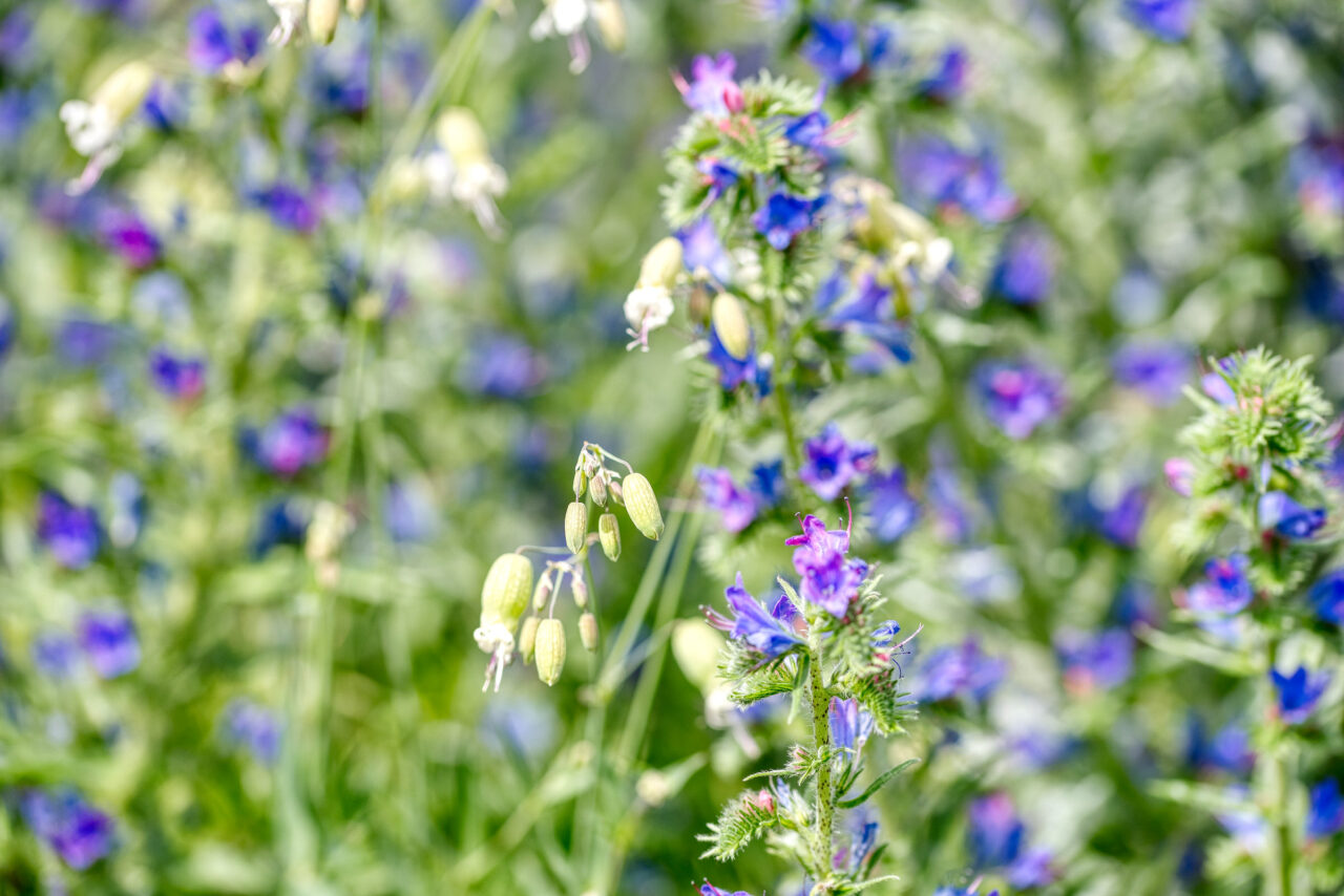 wilde Blumenwiese
