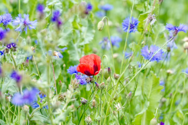 Straßeninsel mit Wiesenblumen