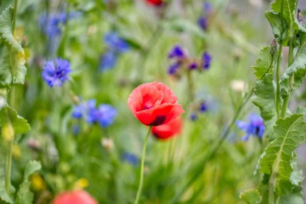 Mohnblume im Zentrum