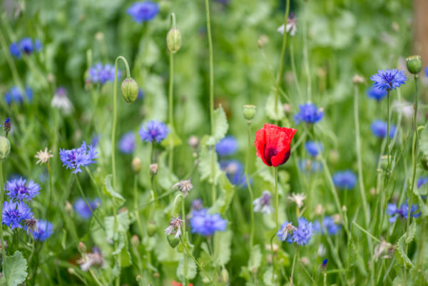 Mohnblume umgeben von Kornblumen