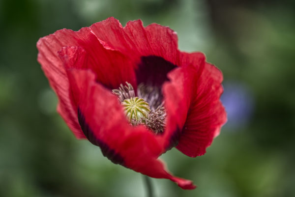 Portraitaufnahme einer Mohnblumenblüte