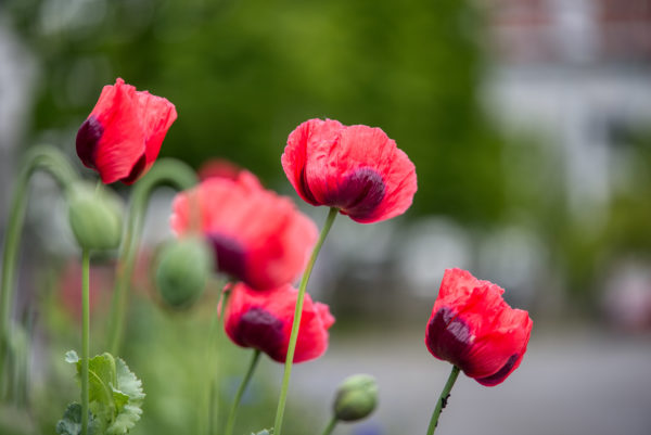 Mohnblumengruppe