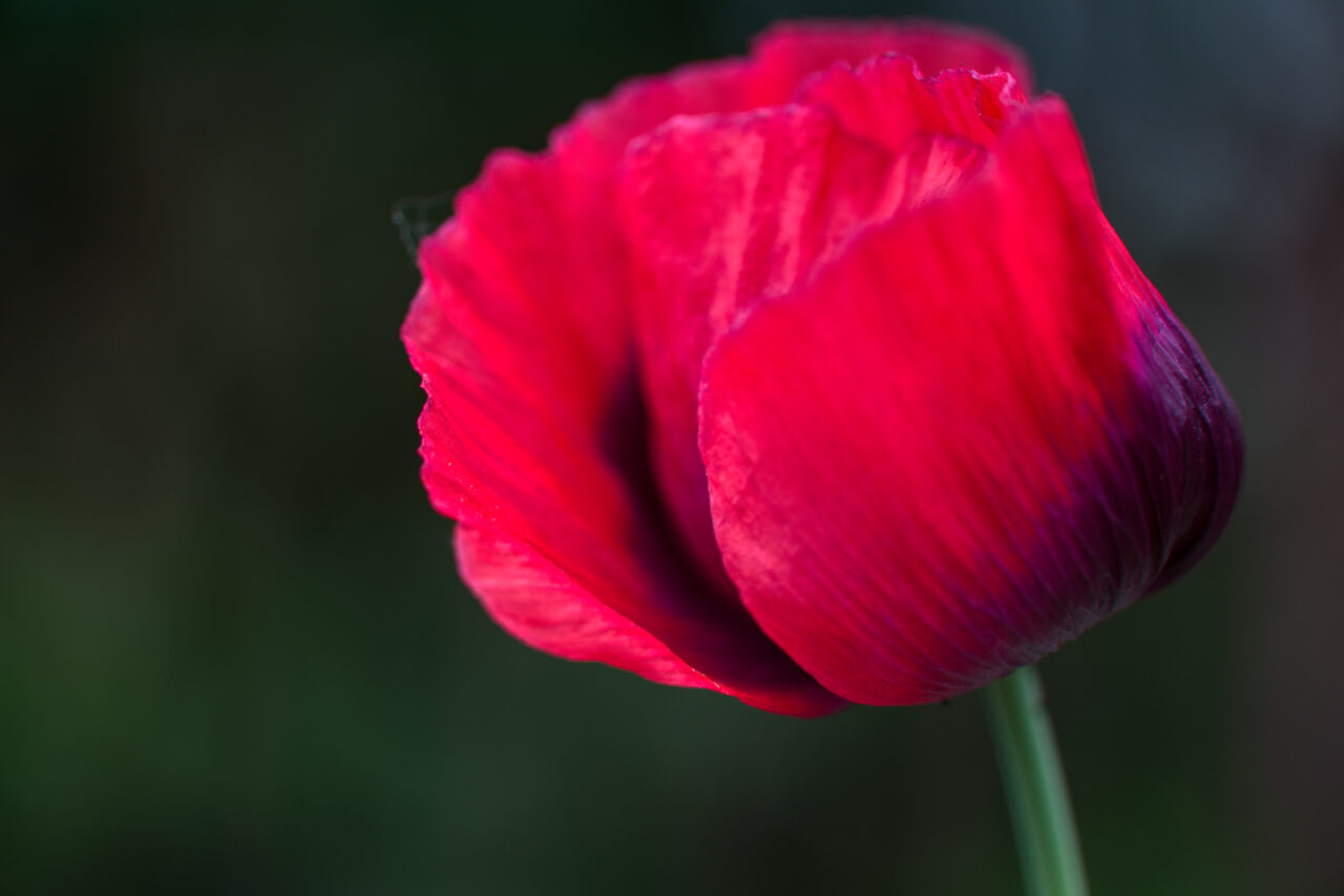 Portraitaufnahme einer Mohnblumenblüte