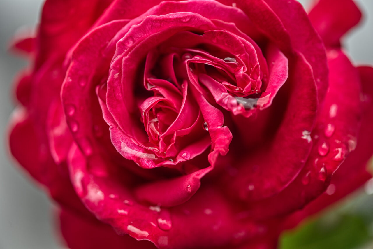 Regentropfen auf roter Rose
