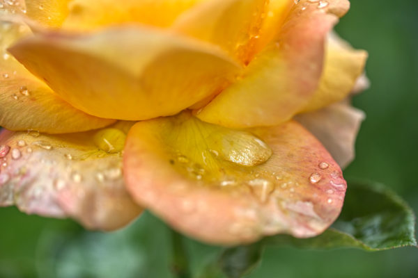 Regentropfen auf gelber Rose