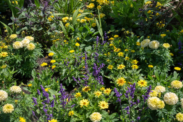 Blumenbeet auf der Insel Mainau