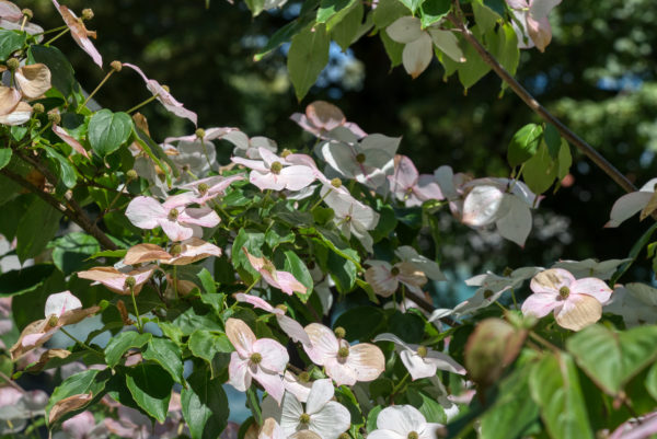 Blumenstrauch auf der Insel Mainau