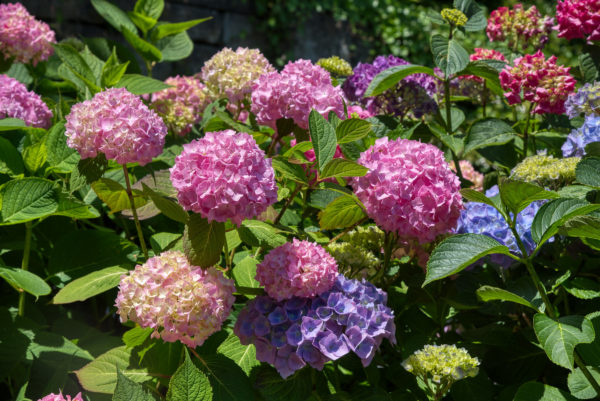 Hortensienblüte auf der Insel Mainau