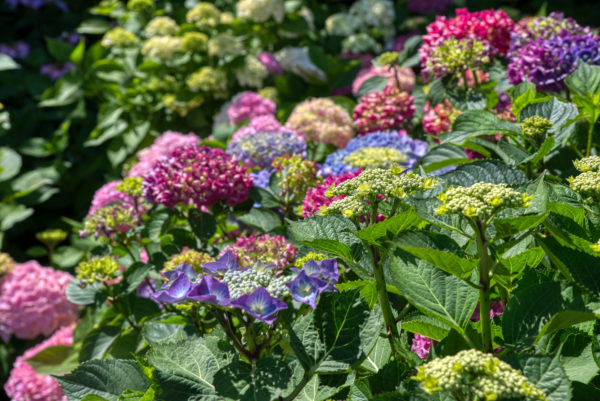 Hortensienblüte auf der Insel Mainau