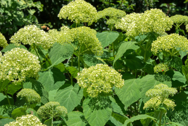Hortensienblüte auf der Insel Mainau