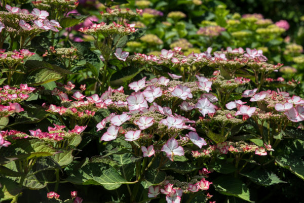 Hortensienblüte auf der Insel Mainau