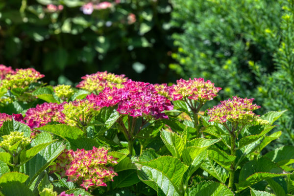 Hortensienblüte auf der Insel Mainau