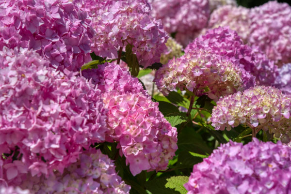 Hortensienblüte auf der Insel Mainau