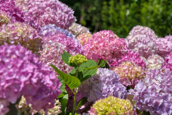 Hortensienblüte auf der Insel Mainau