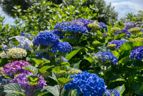 Hortensienblüte auf der Insel Mainau