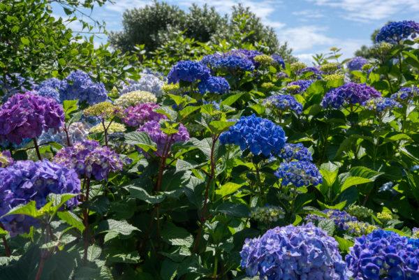 Blaue Hortensienblüten auf der Insel Mainau
